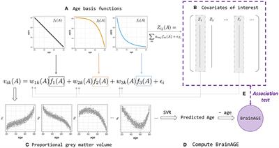 A Nonlinear Simulation Framework Supports Adjusting for Age When Analyzing BrainAGE